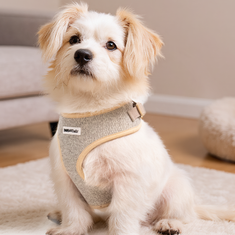 Bobotails Chunky Knitted small dog harness wearing on extra small dog 