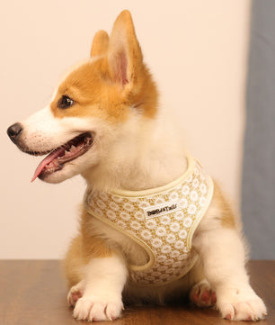 A extra small size dog is wearing on Bobotails Floral Brilliance dog harness