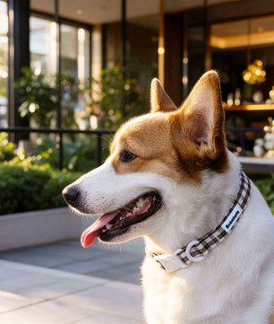 Harnais pour chien à motif écossais