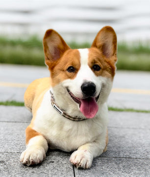 Harnais pour chien à motif écossais