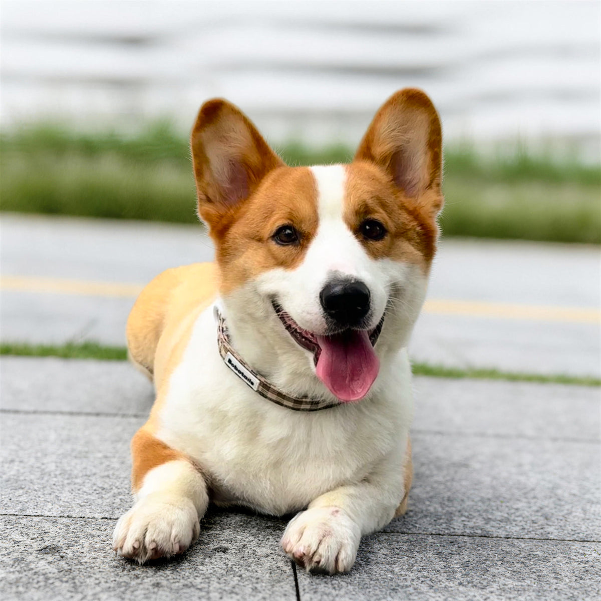 Harnais pour chien à motif écossais