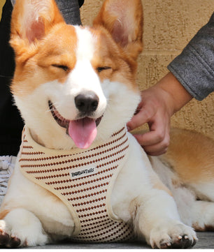 A Medium size  dog wearing small grain dog vest harness designed as part of a matching dog and owner accessory system for everyday walks