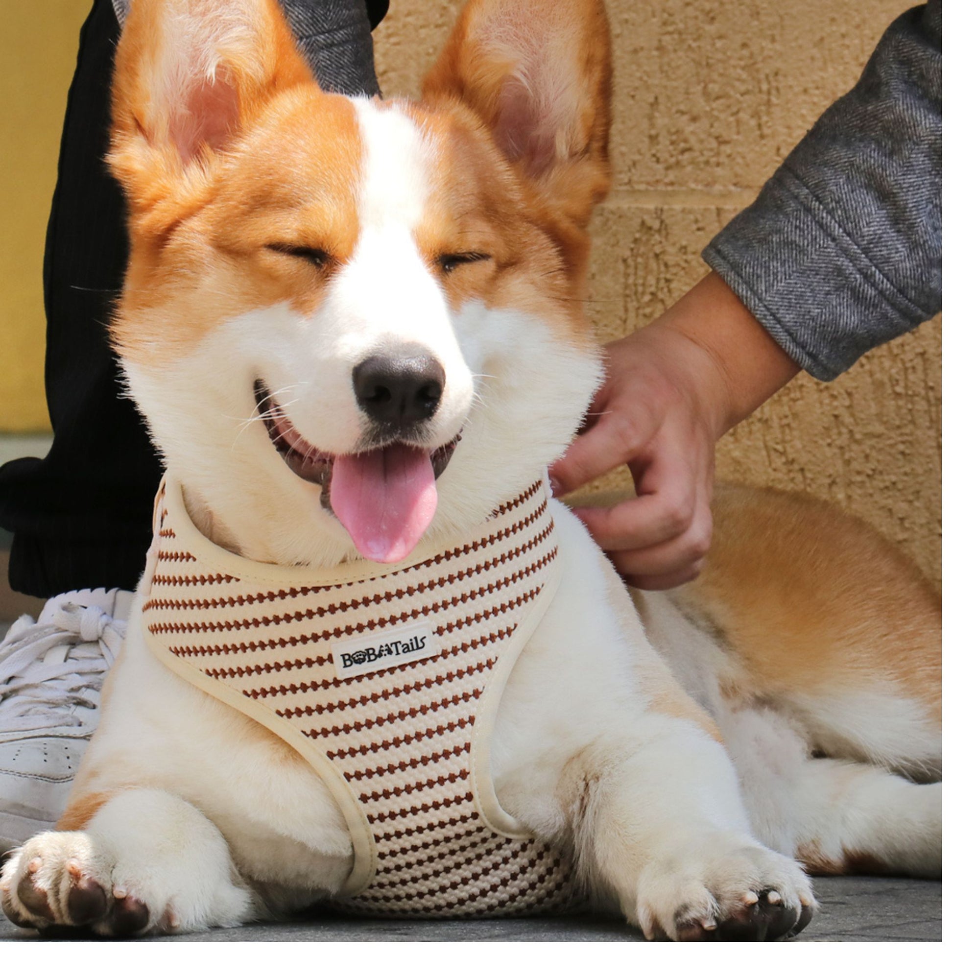 A Medium size  dog wearing small grain dog vest harness designed as part of a matching dog and owner accessory system for everyday walks