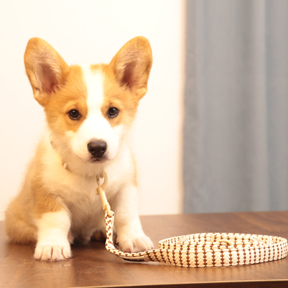Ensemble assorti pour chien et propriétaire – harnais, laisse, accessoires et ceinture pour femme
