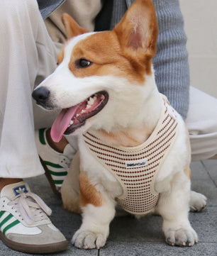 Dog wearing a small grain patterned harness sitting next to a person on a sidewalk.