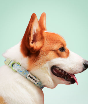 Collier de chien antique imprimé en papillon