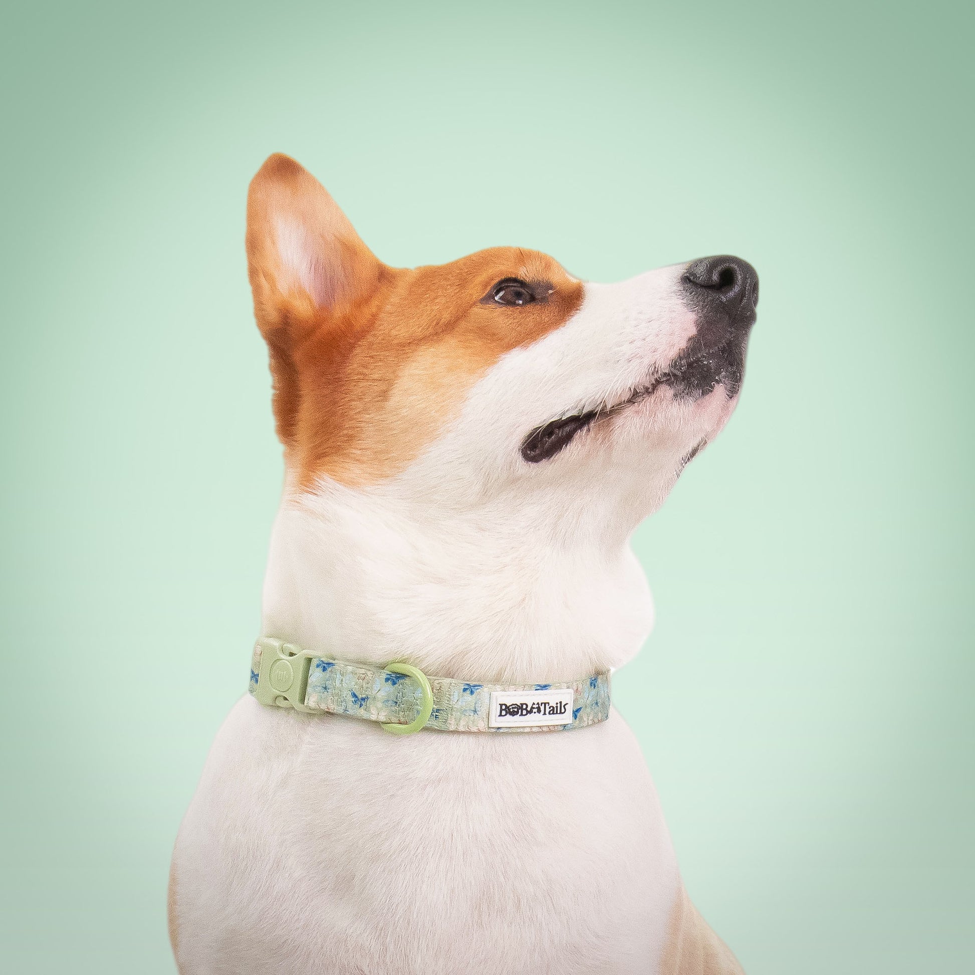 Collier de chien antique imprimé en papillon