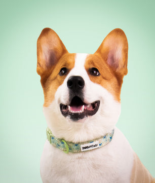 Collier de chien antique imprimé en papillon