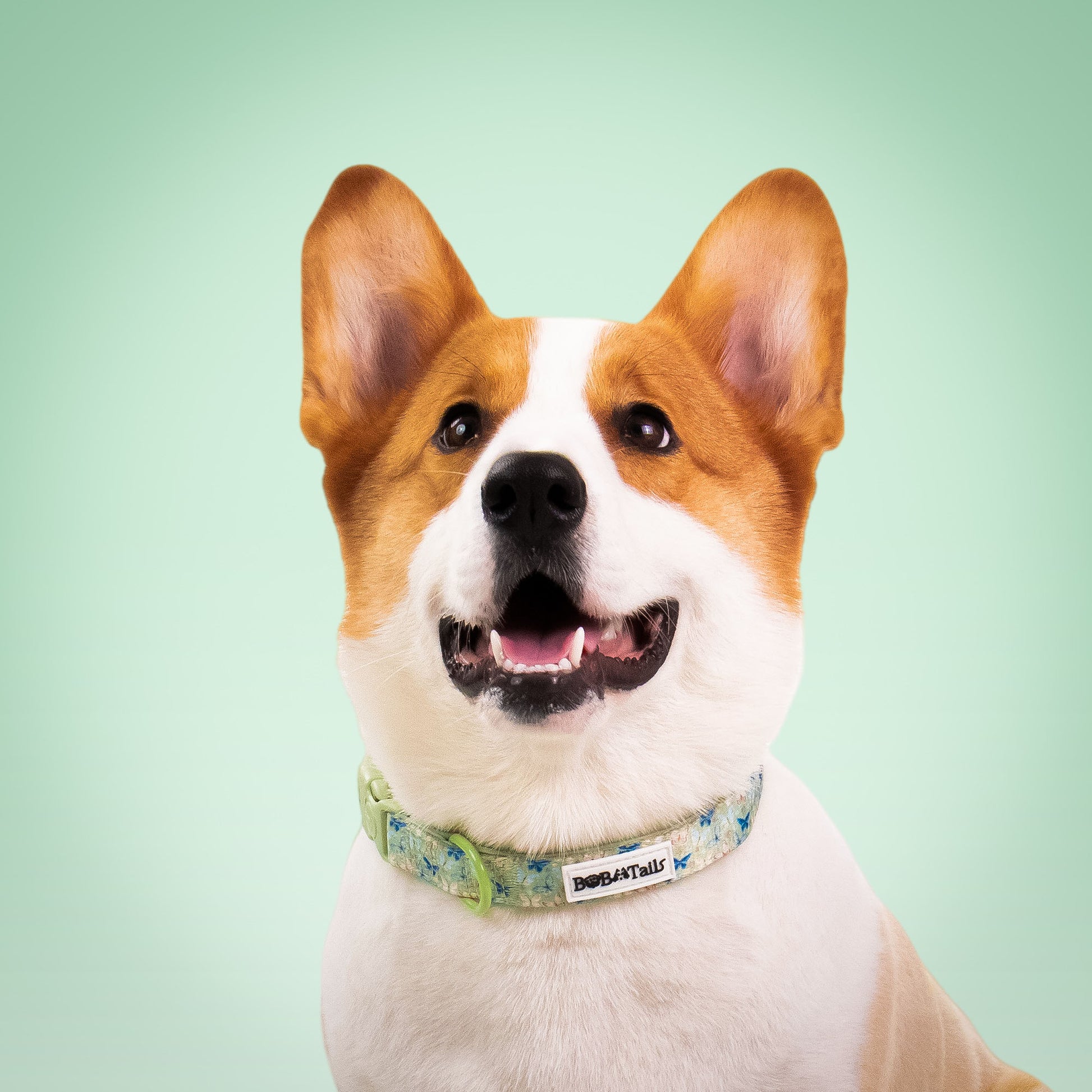 Collier de chien antique imprimé en papillon