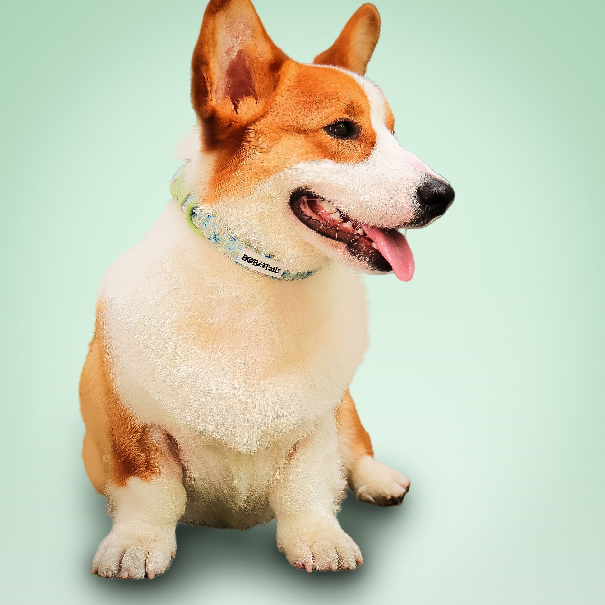 Collier de chien antique imprimé en papillon