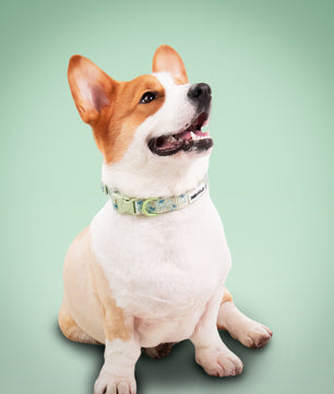 Collier de chien antique imprimé en papillon