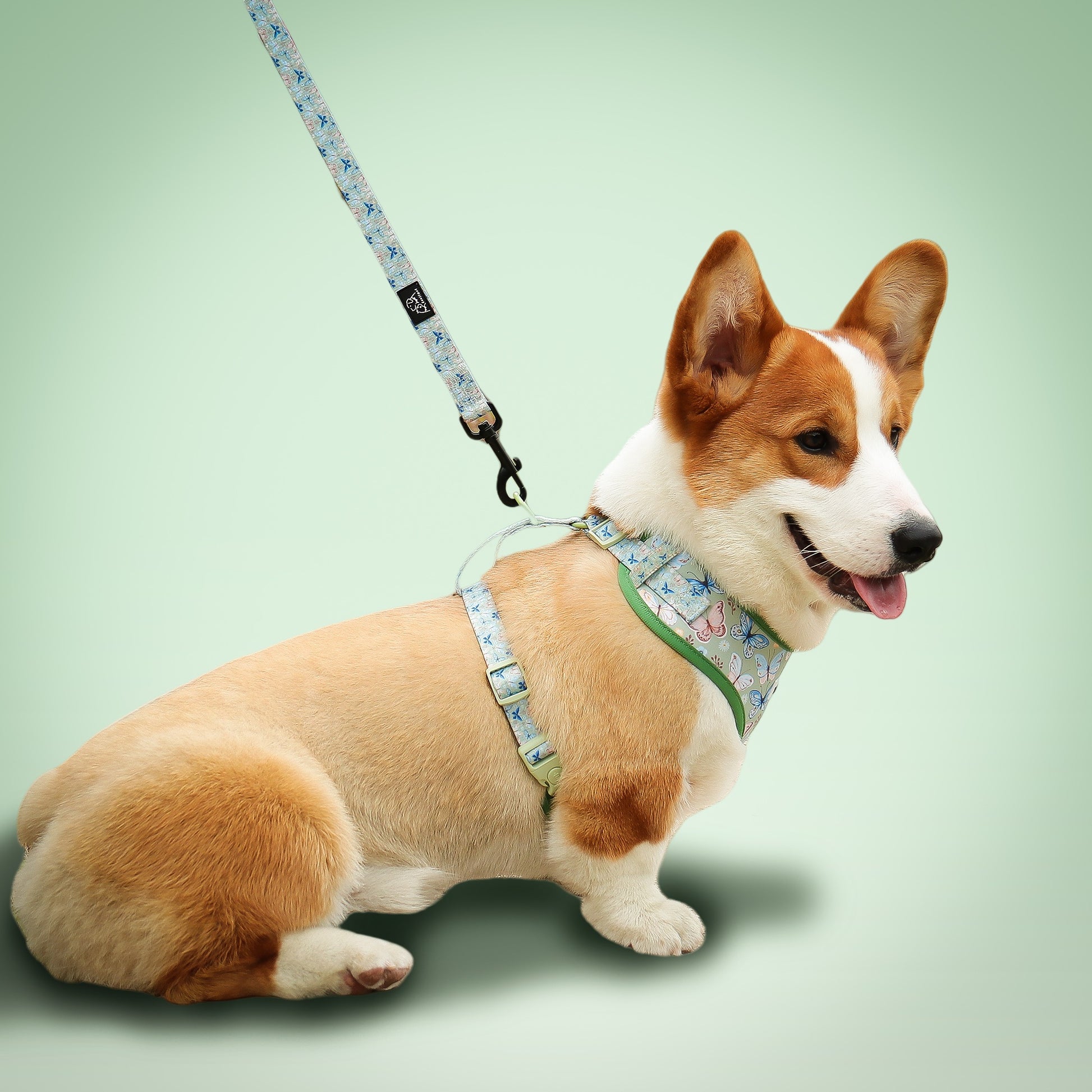 Laisse de chiens rétractable imprimée en papillon