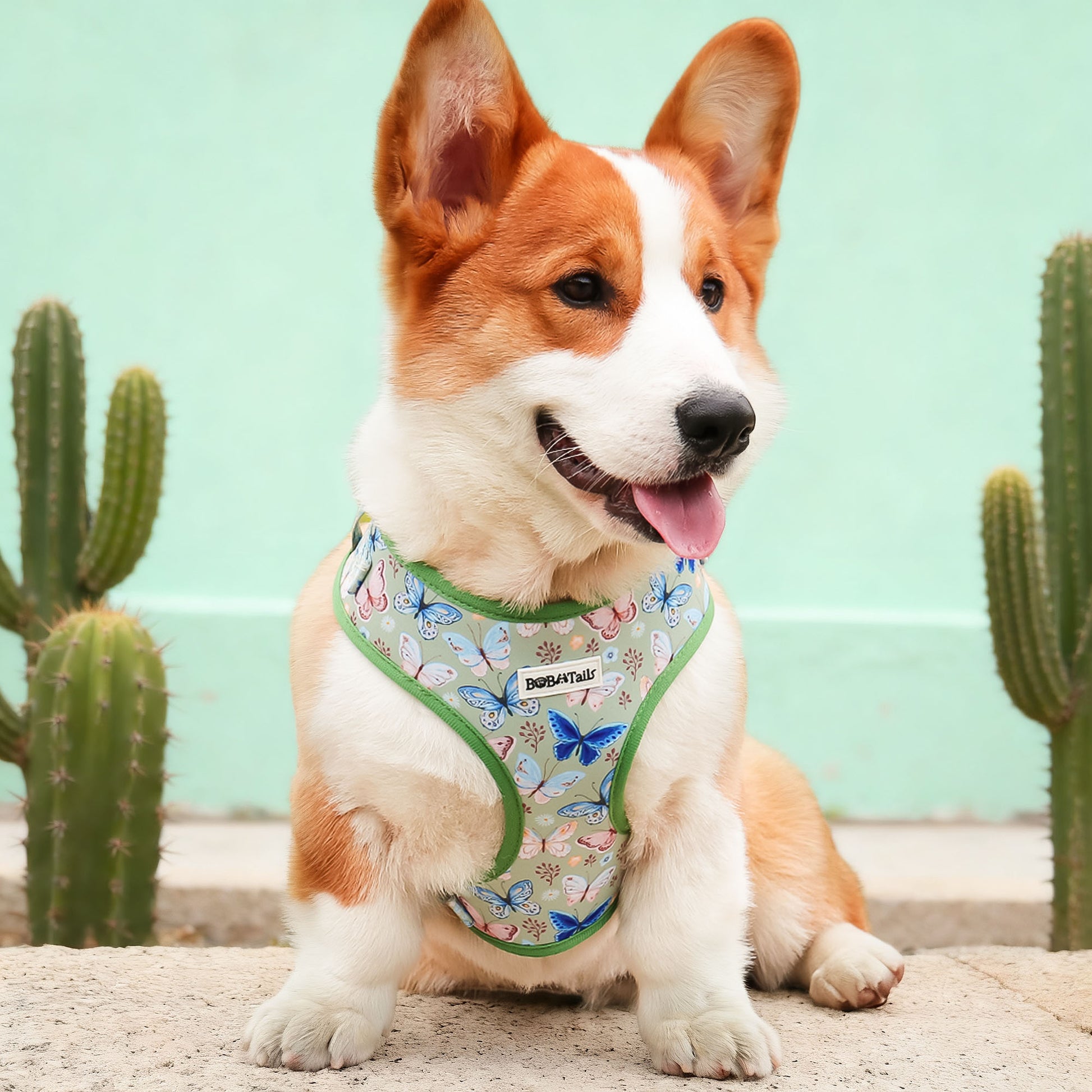 Harnais de chien de créateur imprimé en papillon