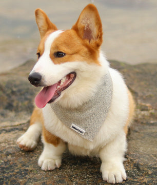 Bandanas de chien en tricot