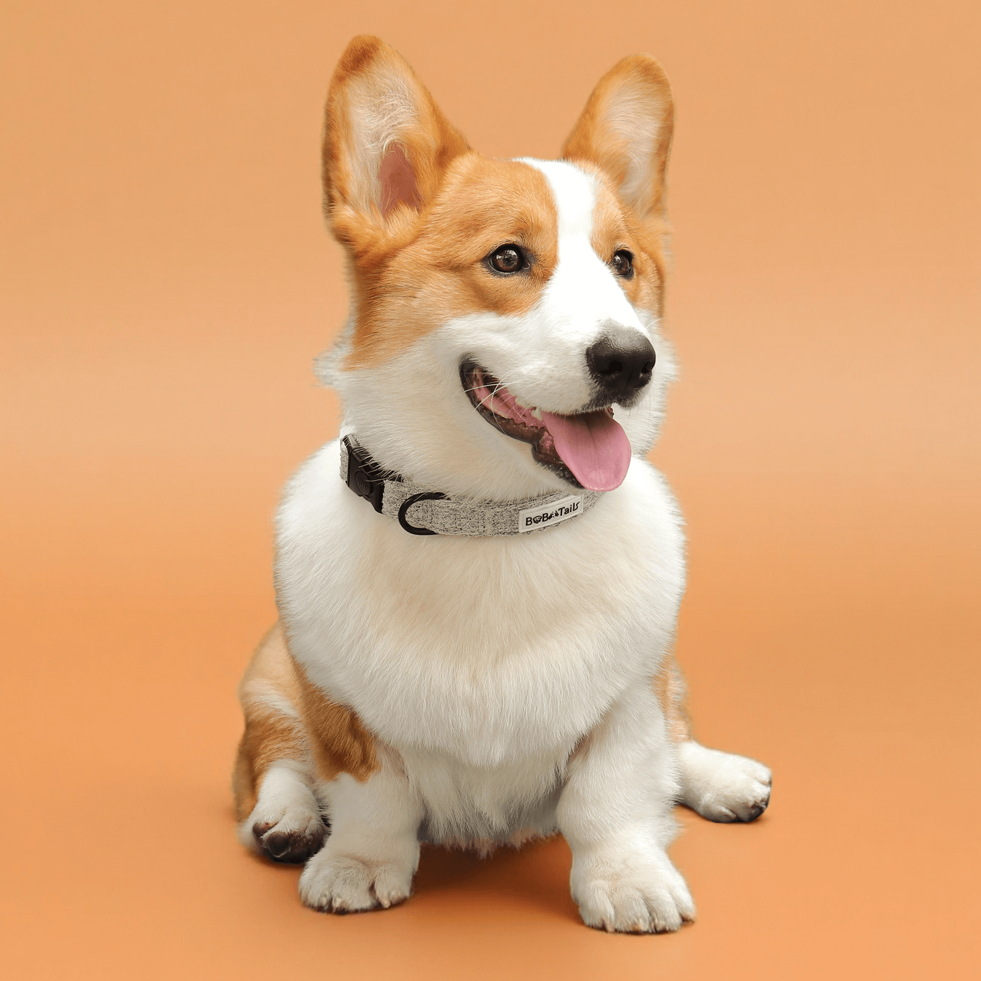 Colliers de chien de boucle à blouser