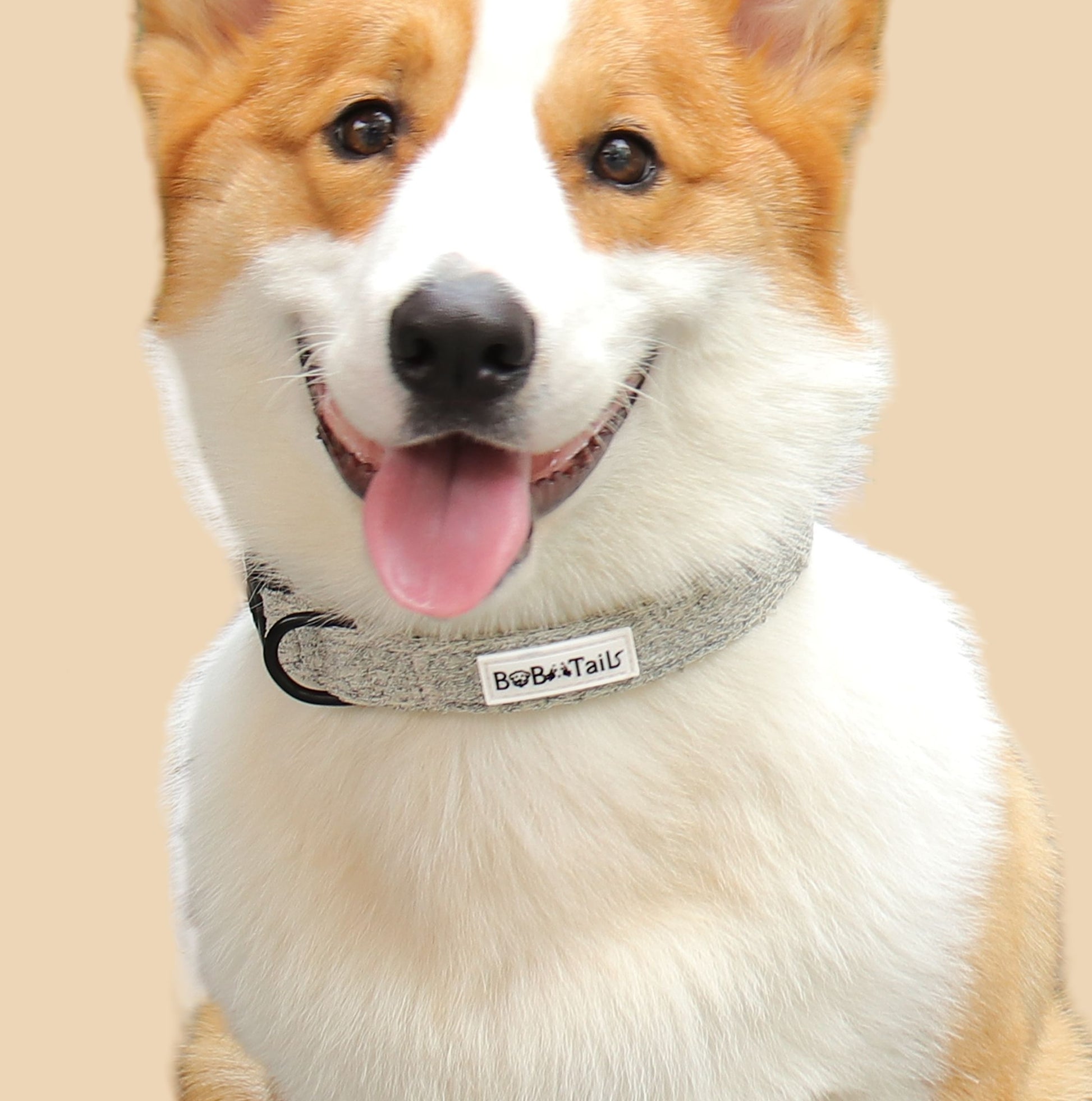 Colliers de chien de boucle à blouser