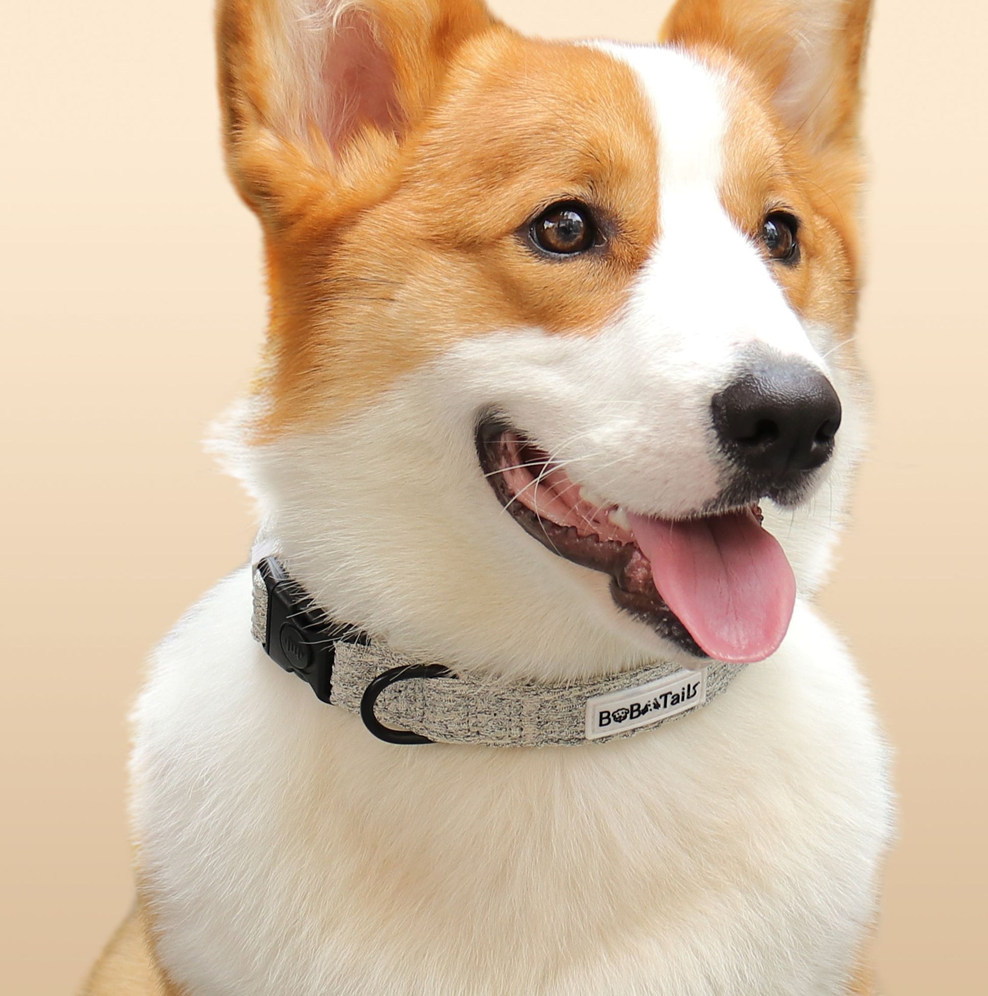 Colliers de chien de boucle à blouser