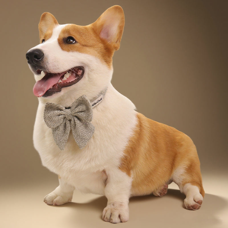 Corgi wearing a taupe chunky knitted collar with  bow tie on a beige background