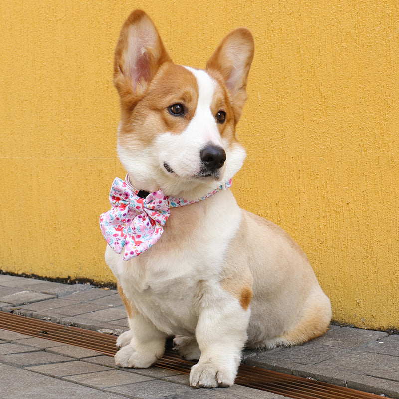 Dinosaur Printed bow tie for dogs wedding matching the  harness and owner accessories for daily dog walks