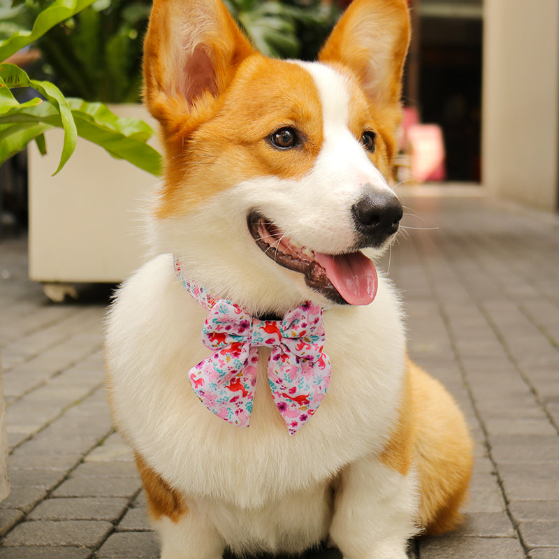 Dinosaur Printed dog bow tie with collar  matching the  harness and owner accessories for daily dog walks
