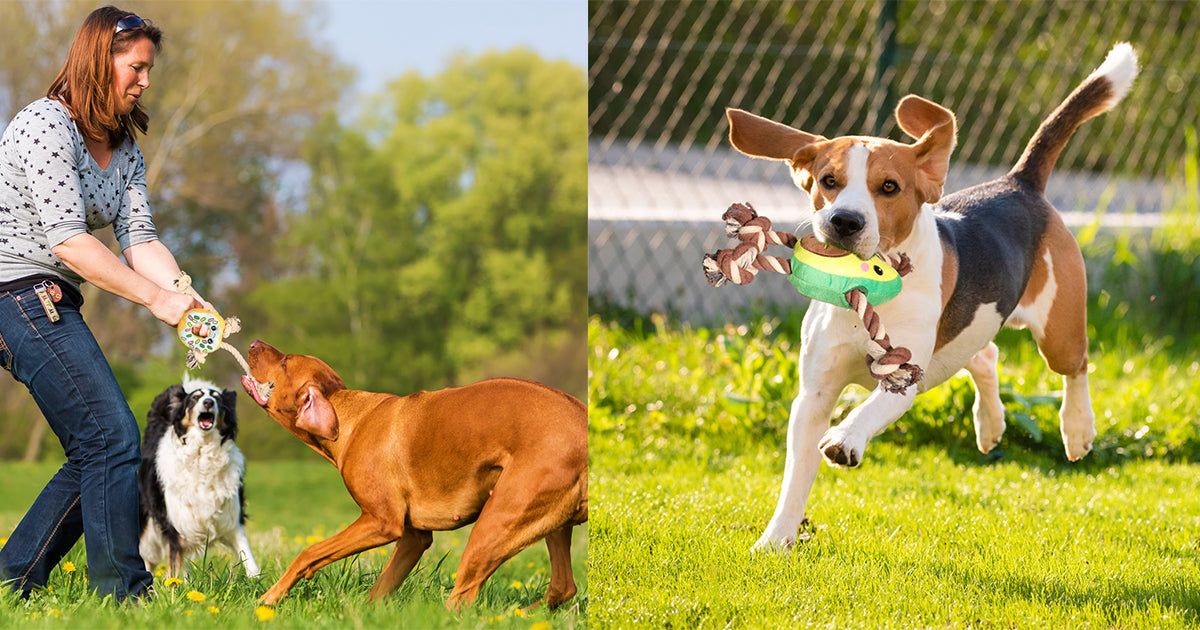 Interactive dog toys designed to keep pets mentally engaged and active