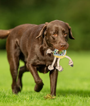 Donut Shaped Interactive Dog Toy
