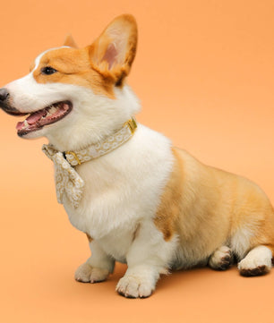 floral brilliance dog bow ties and collar