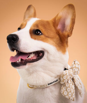 Bobotails floral brailliance dog bowties and collar
