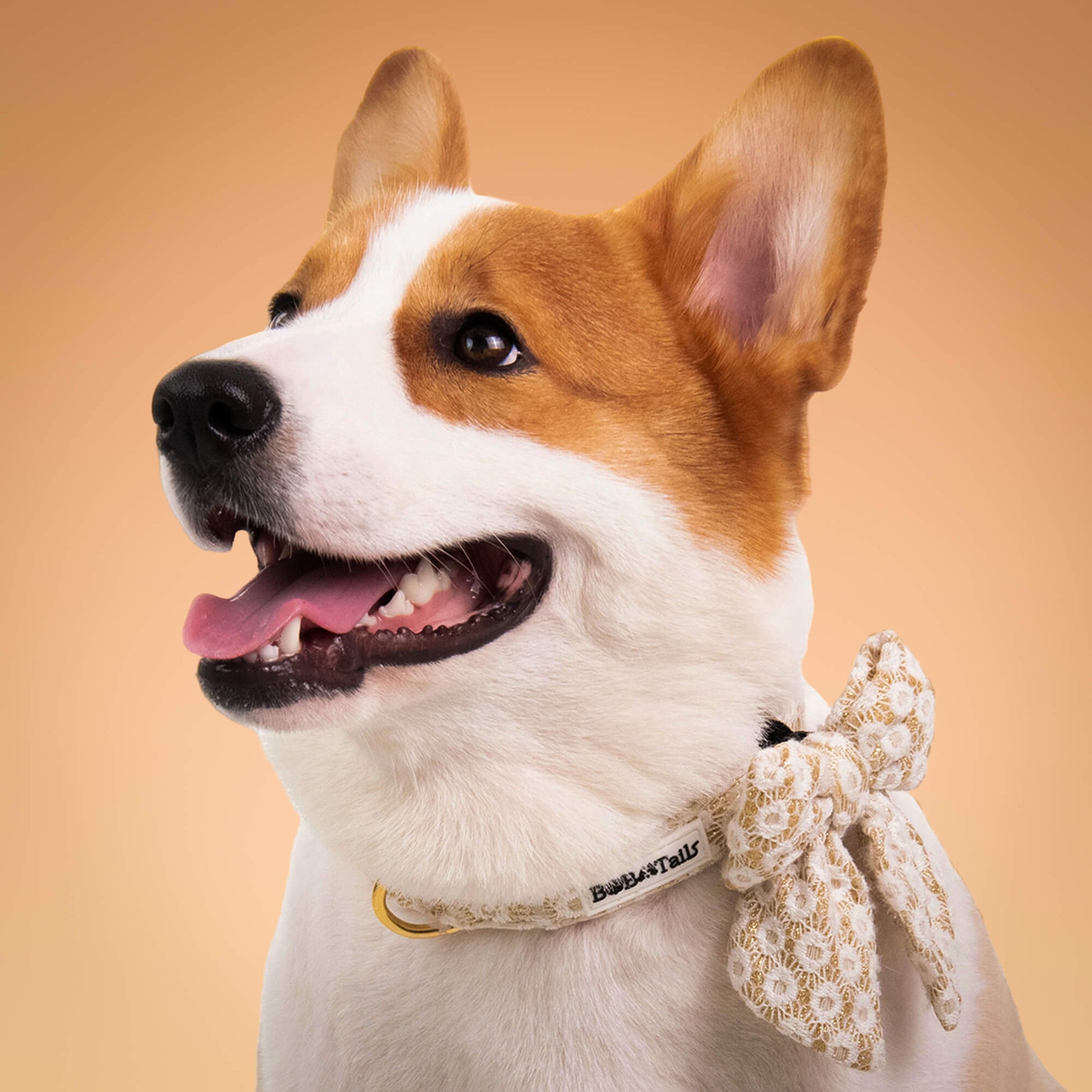 Bobotails floral brailliance dog bowties and collar