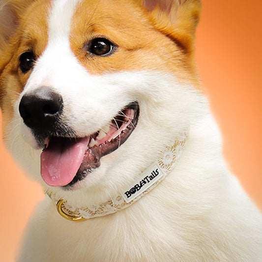  A medium size dog wear on Bobotails floral brilliance embrodered dog collar 