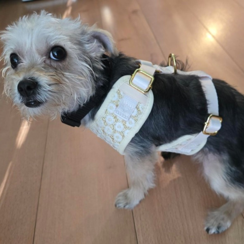 A small size dog is wearing on Bobotails Floral Brilliance harness small size dog