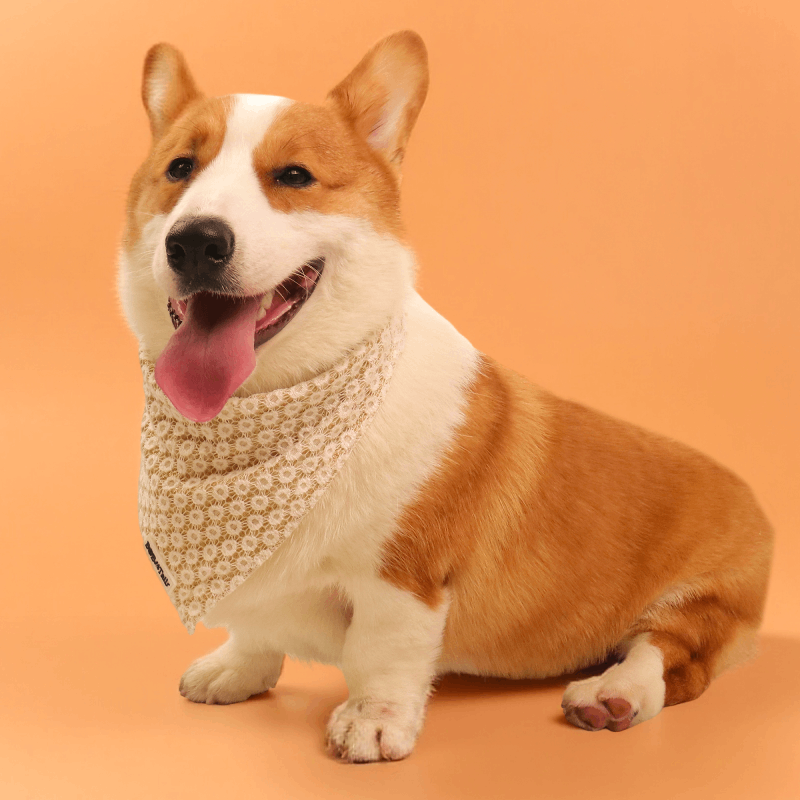 Bandanas de chiens floraux de brillance