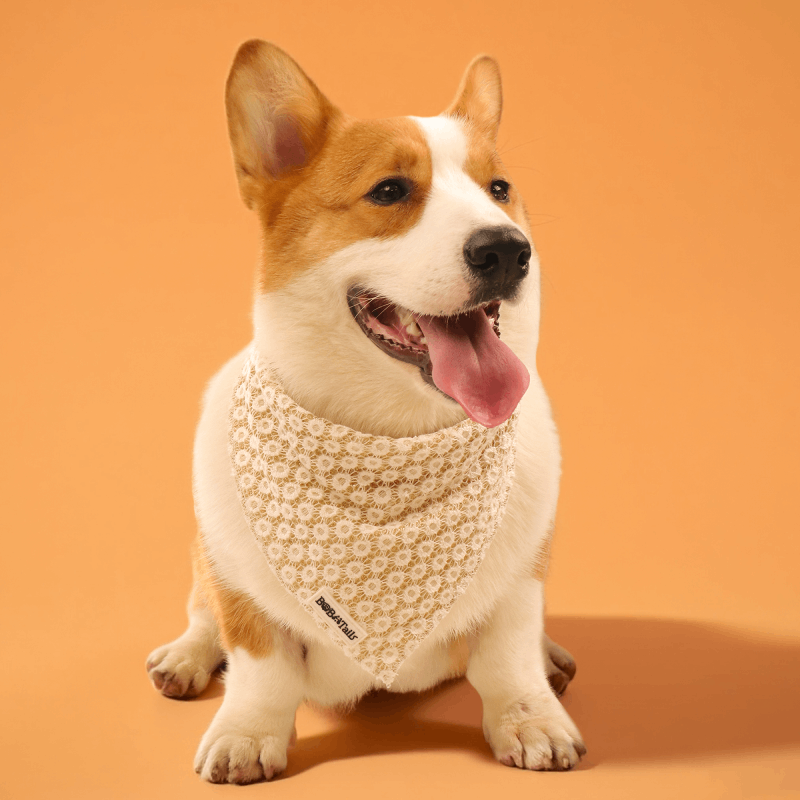 Bandanas de chiens floraux de brillance