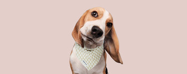 Foral Brilliance matching harness dog bananana for all breeds dog
