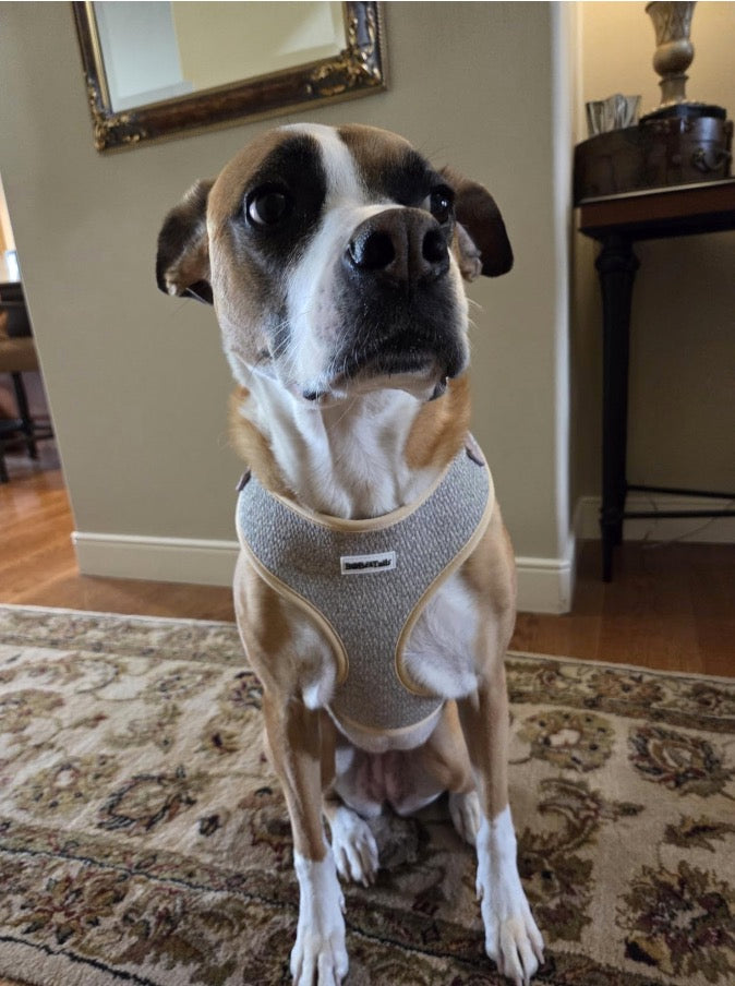 Great dog harness for large dogs-Bobotails
