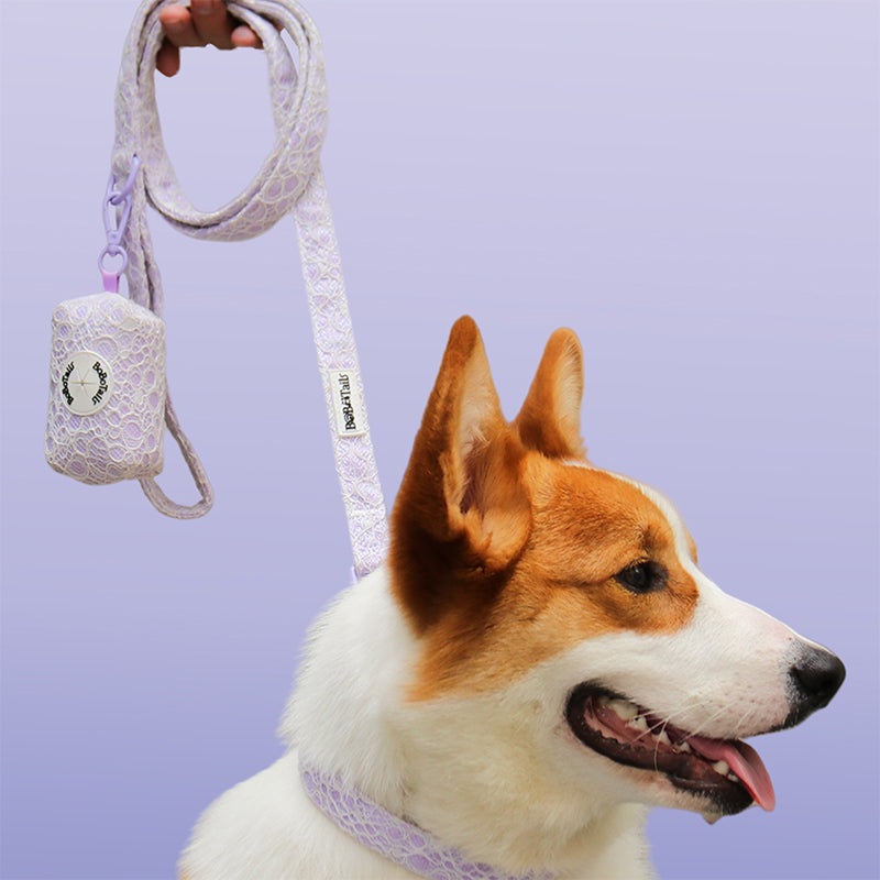 Beauté de la laisse de chien en dentelle