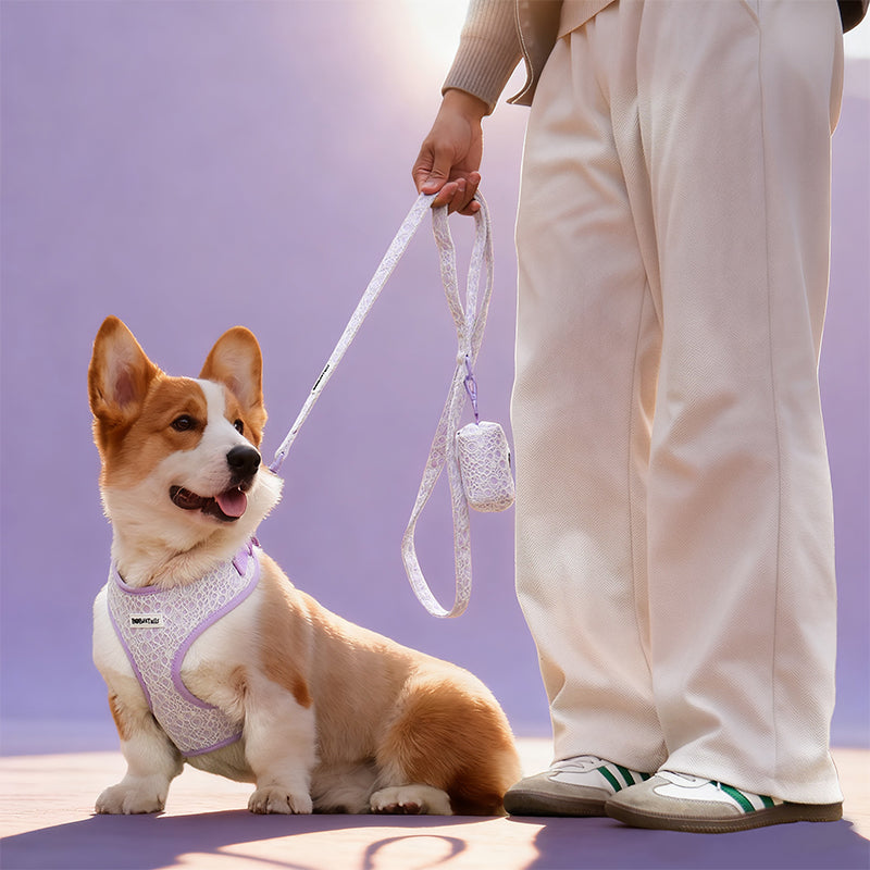 Beauté de la laisse de chien en dentelle