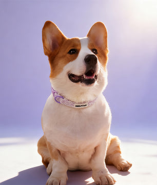 cute dog collars designed to match  Lavender lace dog harness and owner accessories in a coordinated set