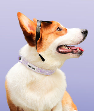 Lavender lace cutest collars for dogs  matching the leopard harness and owner accessories for daily dog walks
