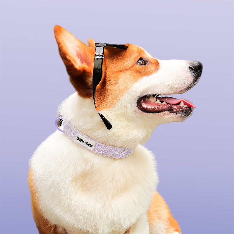 Lavender lace cutest collars for dogs  matching the leopard harness and owner accessories for daily dog walks