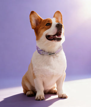 Lavender lace dog training collars matching the leopard harness and owner accessories for daily dog walks