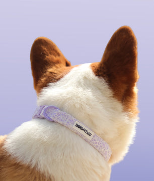 Lavender lace pitbull dog collar  designed to match lavender lace dog harness and owner accessories in a coordinated set