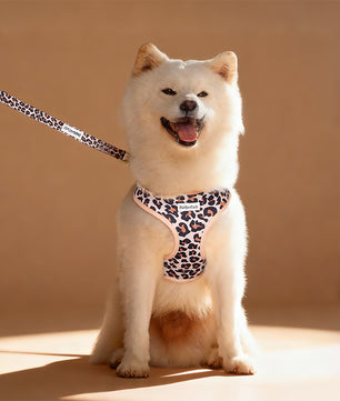 leopard printed dog leash matching the harness and owner accessories in a coordinated set