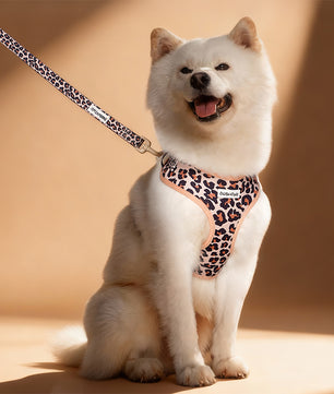 White dog wearing a leopard print harness and leash on a beige background