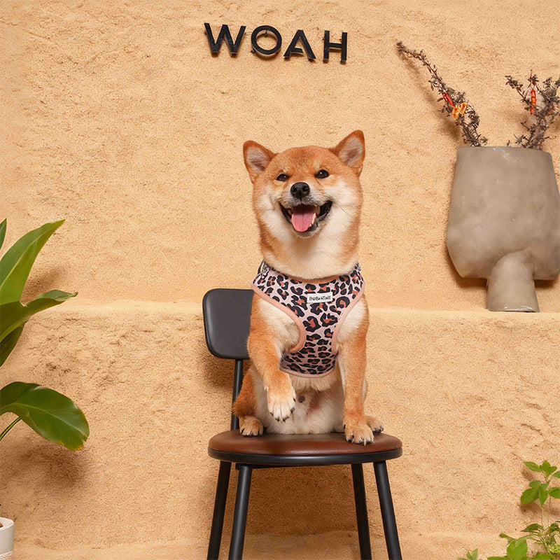 Leopard Print best no pull dog harness matching dog and owner accessories designed as one coordinated system