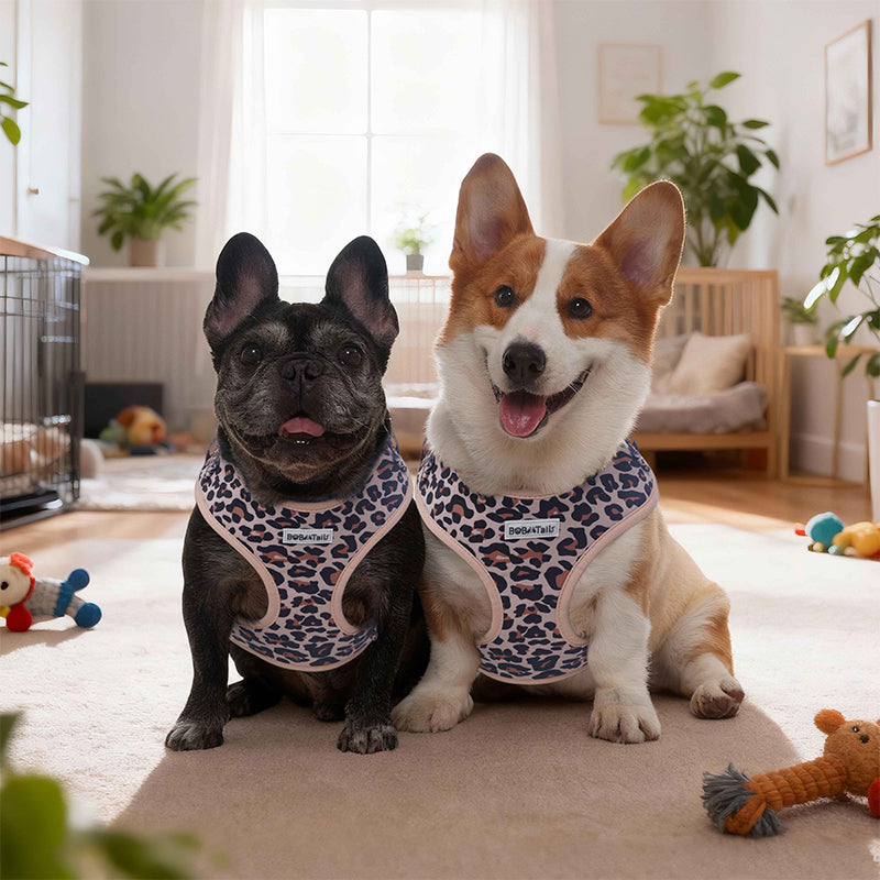 Leopard Print harness for dog  matching dog and owner accessories for everyday dog walks