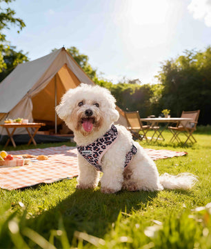 Leopard Print non pull dog harness  designed as part of a matching dog and owner accessory system for everyday walks