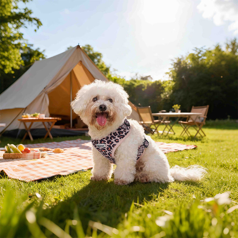 Leopard Print non pull dog harness  designed as part of a matching dog and owner accessory system for everyday walks