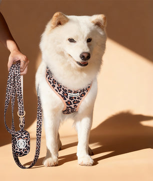 Leopard Print rope dog leash matching the harness and owner accessories in a coordinated set