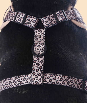 Leopard Printed pitbull dog harness as part of a complete dog and owner matching accessory set